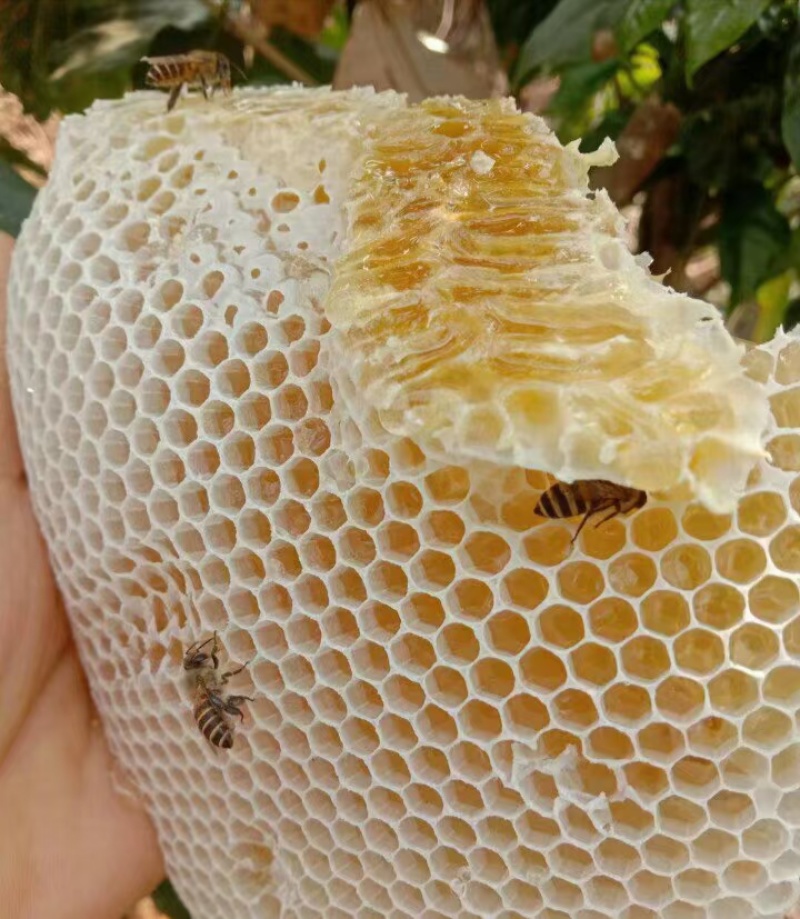 各位老板需要***野生蜂蜜的联系**信***********