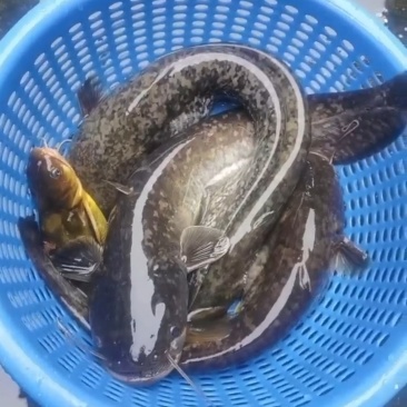 野生鲶鱼