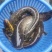 野生鲶鱼