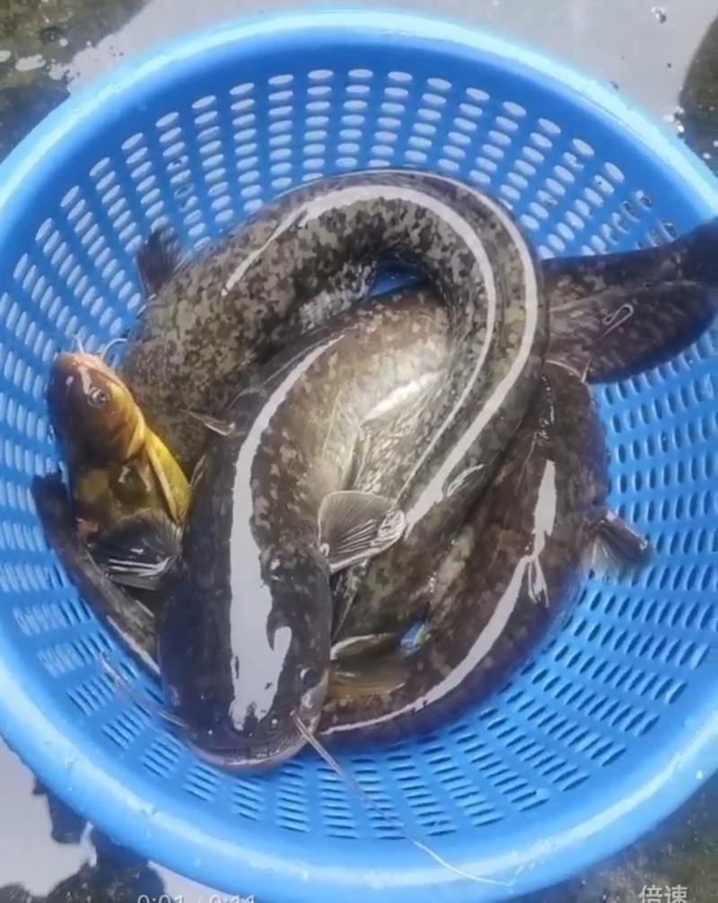 野生鲶鱼