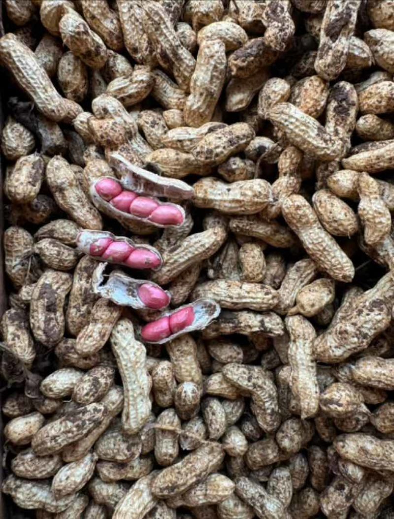广东徐闻鲜花生四粒红白米花生大量供应产地直发