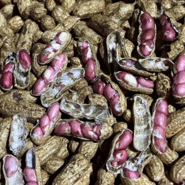 广东徐闻鲜花生四粒红白米花生大量供应产地直发