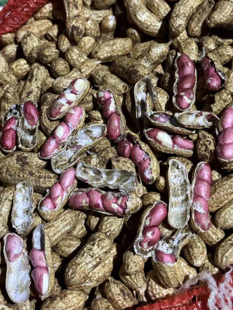 广东徐闻鲜花生四粒红白米花生大量供应产地直发