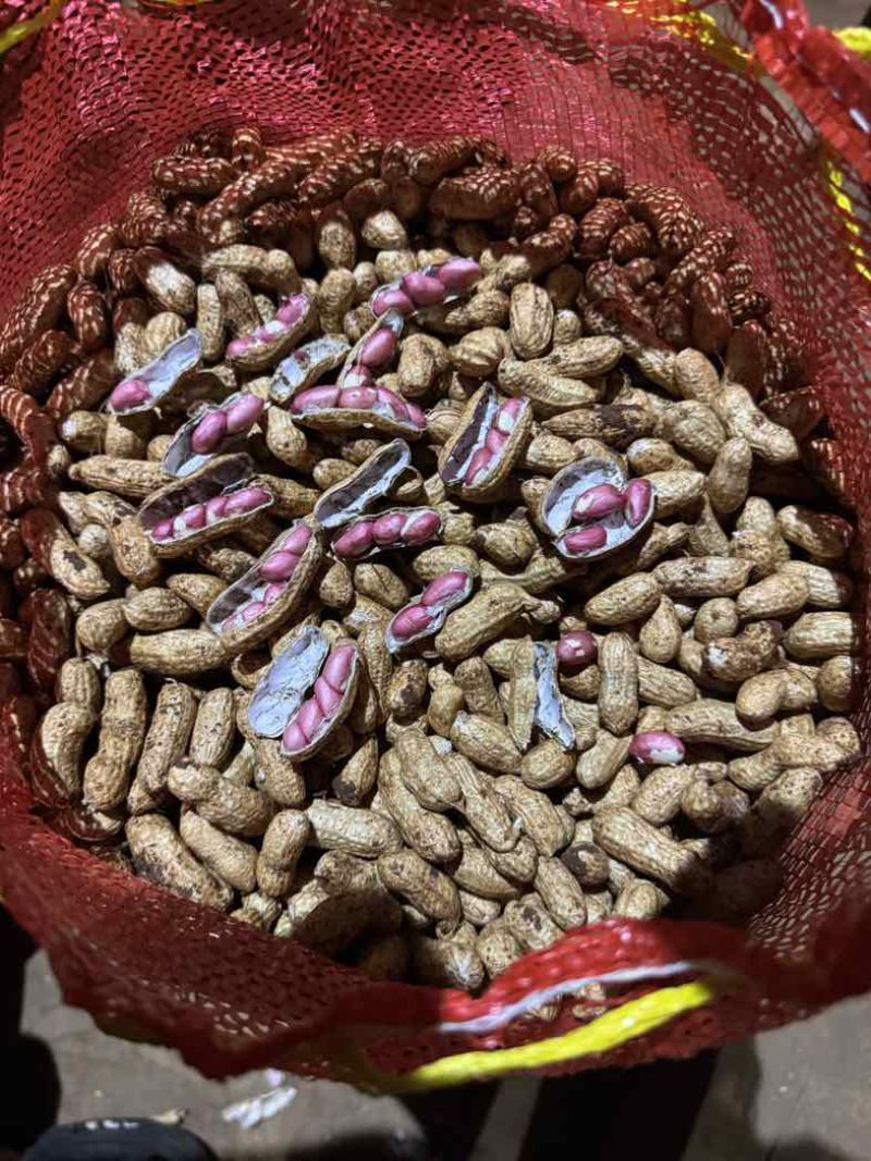 广东徐闻鲜花生四粒红白米花生大量供应产地直发