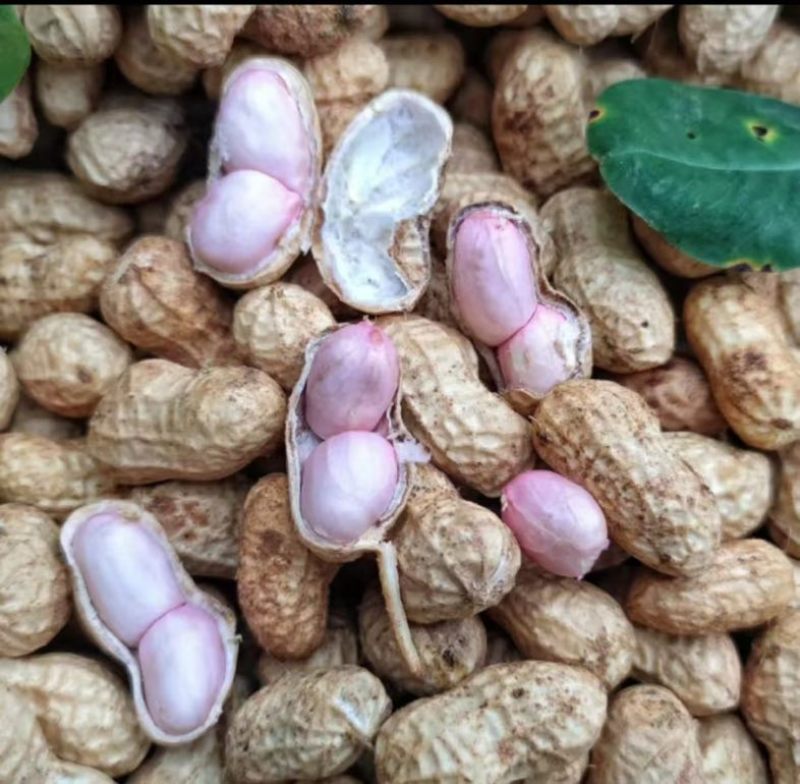 广东徐闻鲜花生四粒红白米花生大量供应产地直发