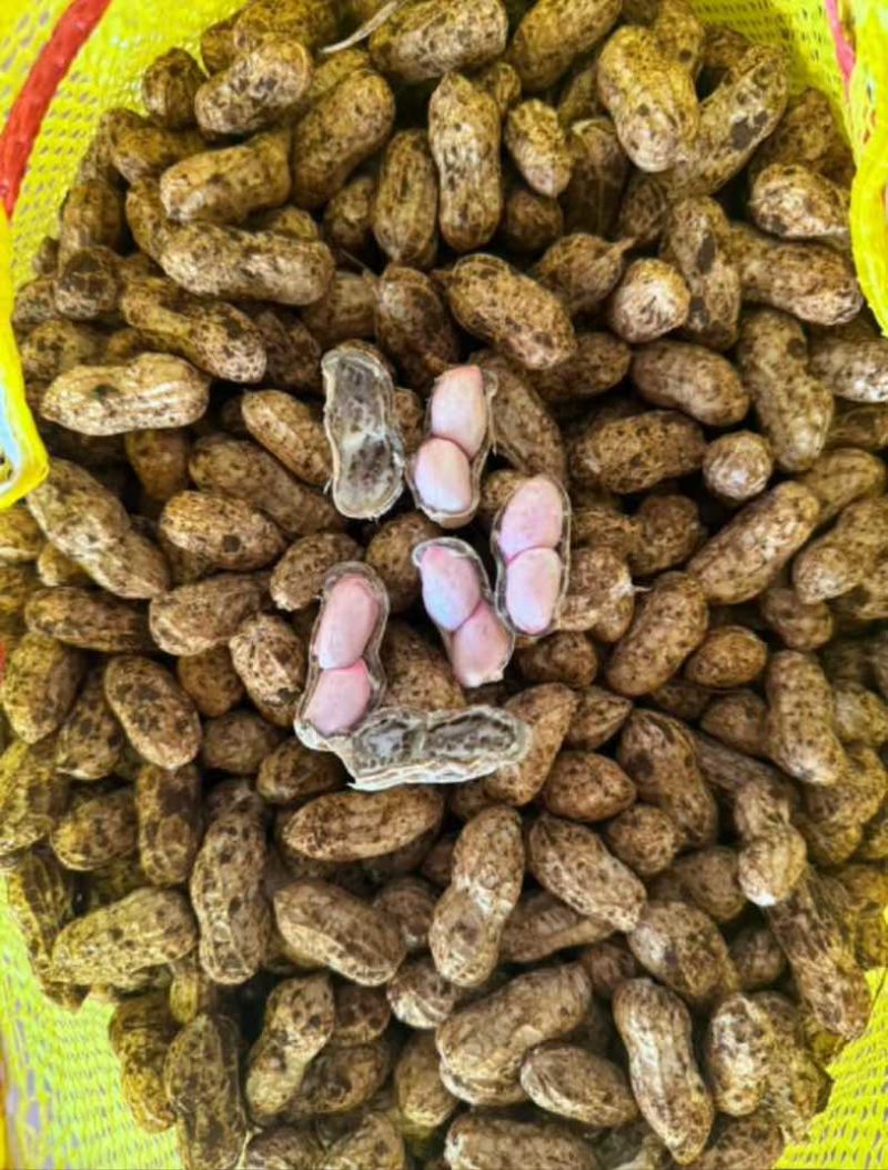 广东徐闻鲜花生四粒红白米花生大量供应产地直发