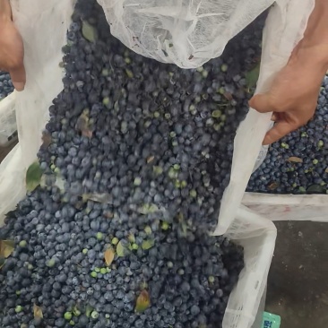 原产地供应蓝莓商品果，黑果，冻果，青红果，等