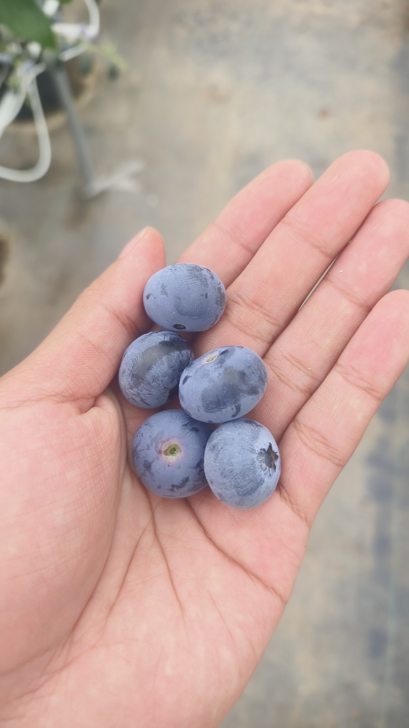 原产地供应蓝莓商品果，黑果，冻果，青红果，等