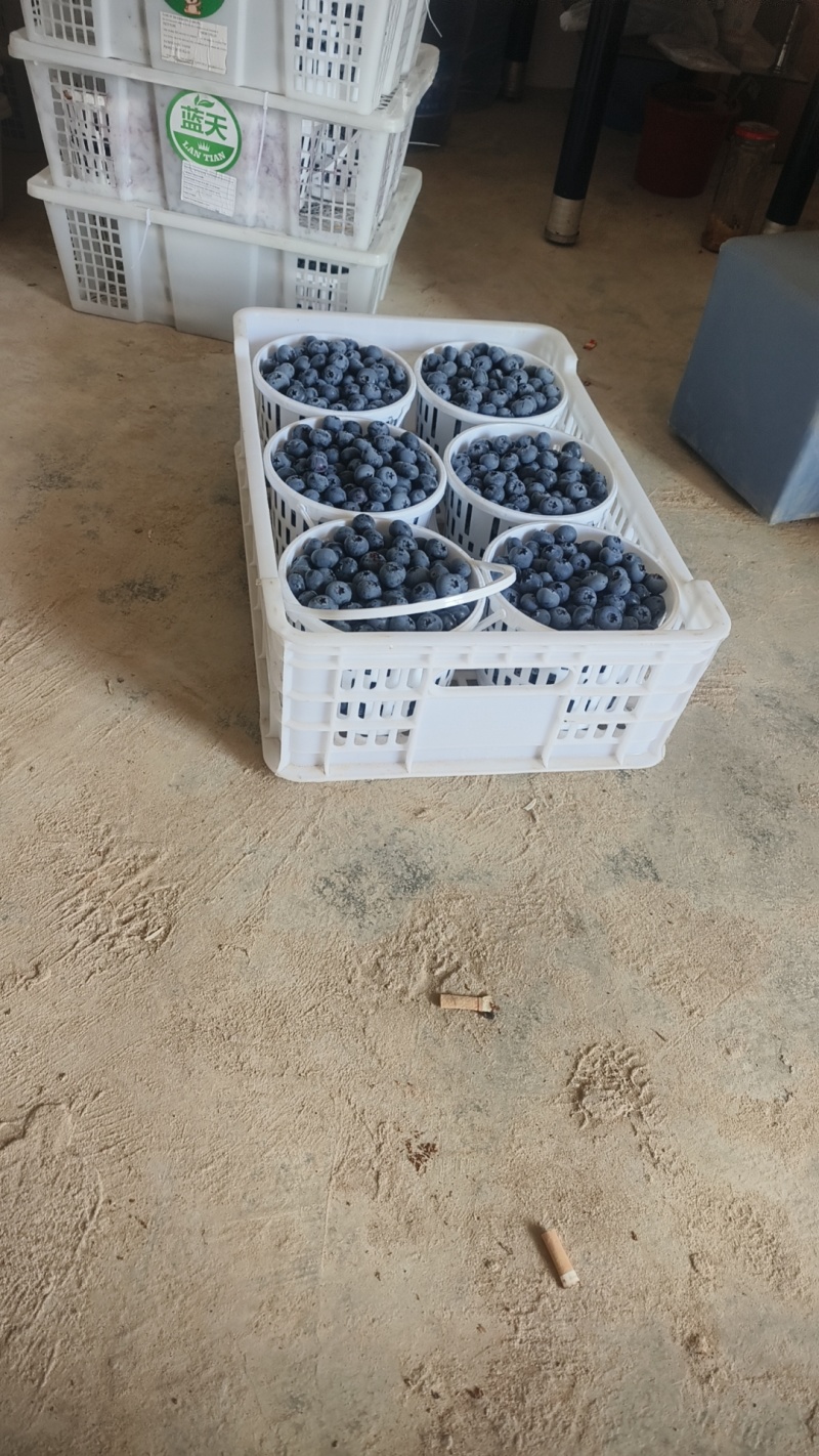 原产地供应蓝莓商品果，黑果，冻果，青红果，等