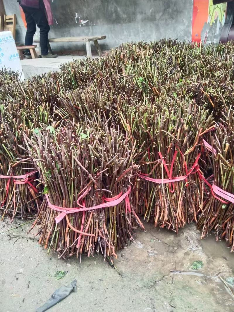 药材种苗