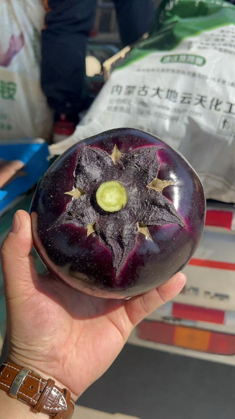 茄子大量有货，价格美丽