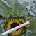 批发各种鲜切花