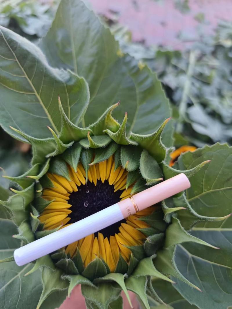 批发各种鲜切花