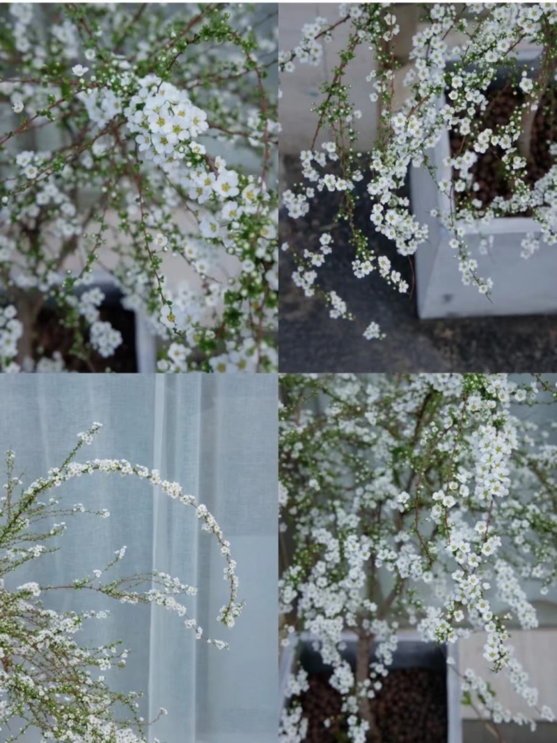 批发各种鲜切花