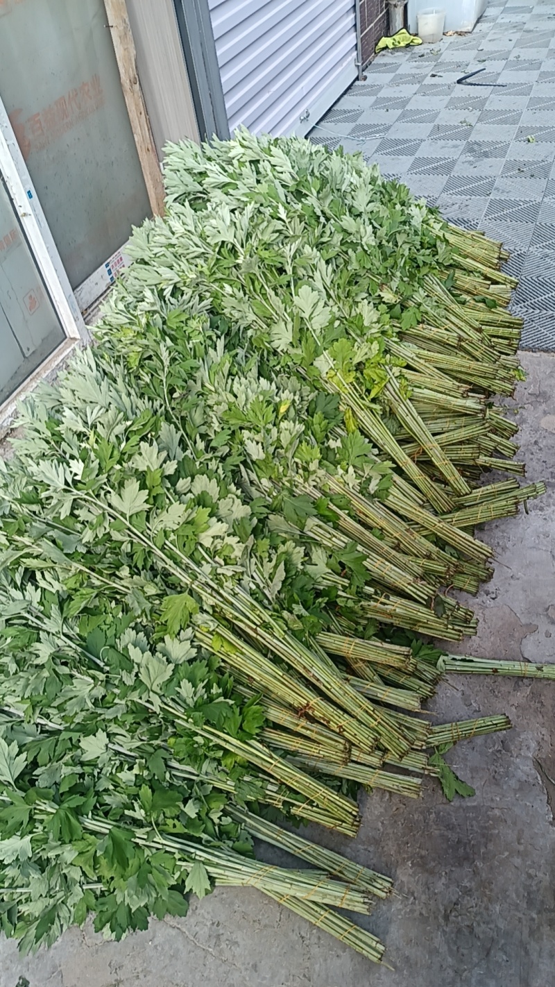 批发各种鲜切花