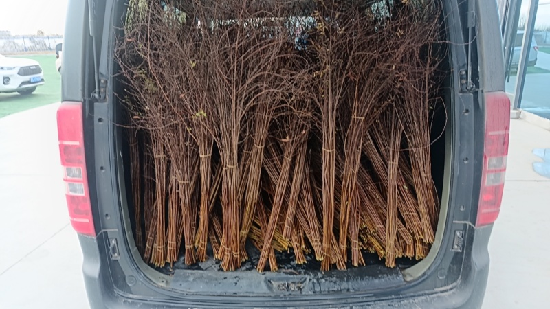 批发各种鲜切花