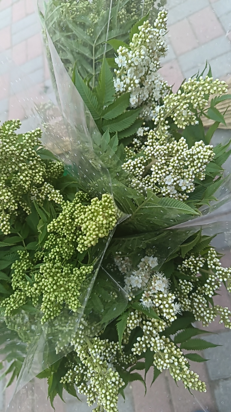 批发各种鲜切花
