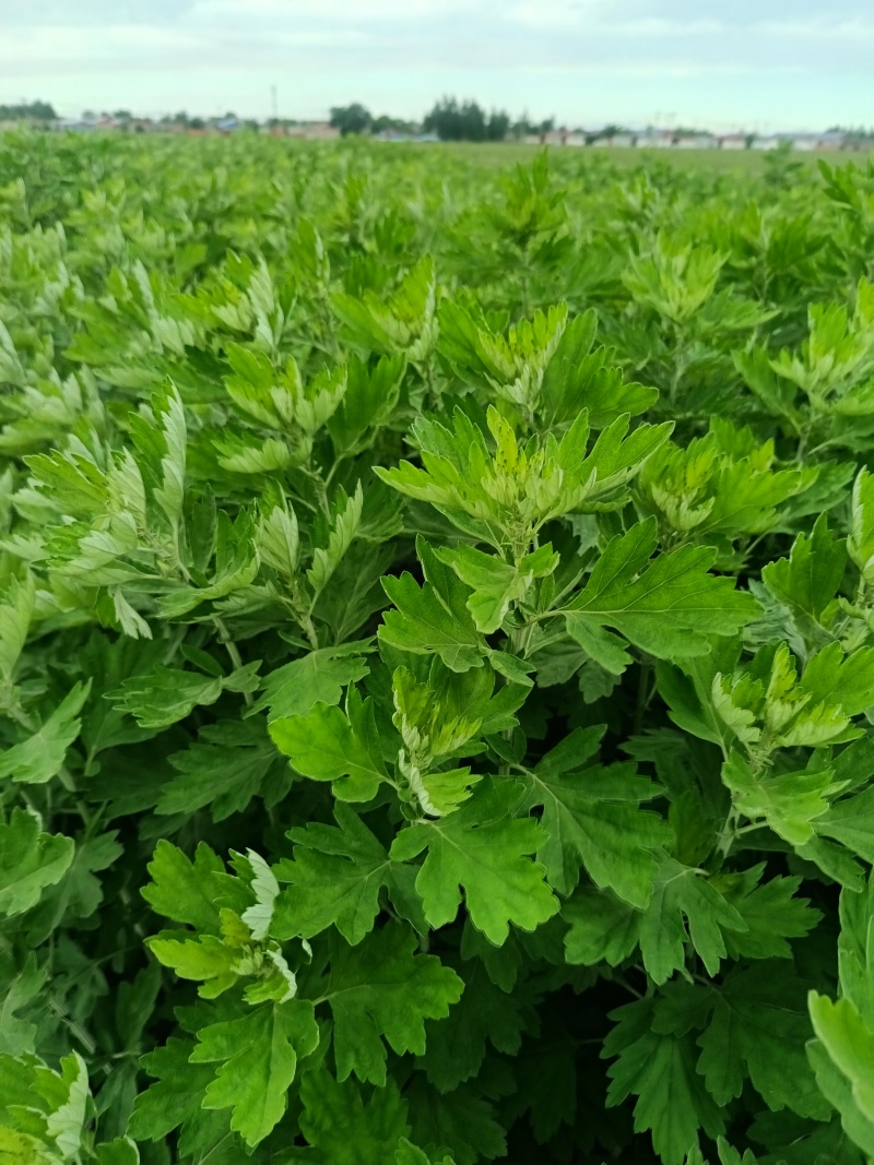 批发各种鲜切花