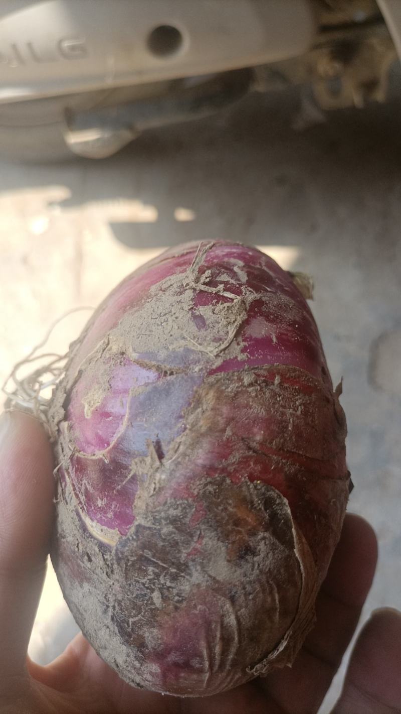 安阳市内黄县的紫皮洋葱