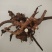 东北野生白芍干品