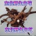 东北野生白芍干品