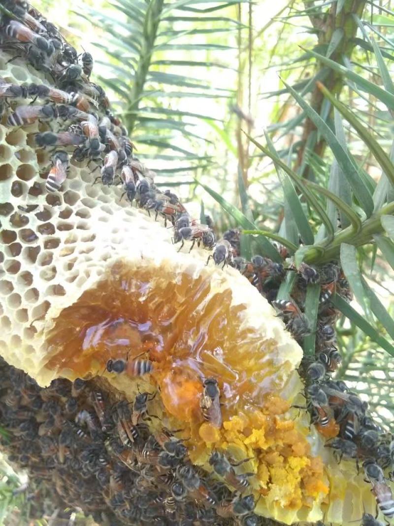 云南深山老林野生土蜂蜜中华野生土蜂蜜