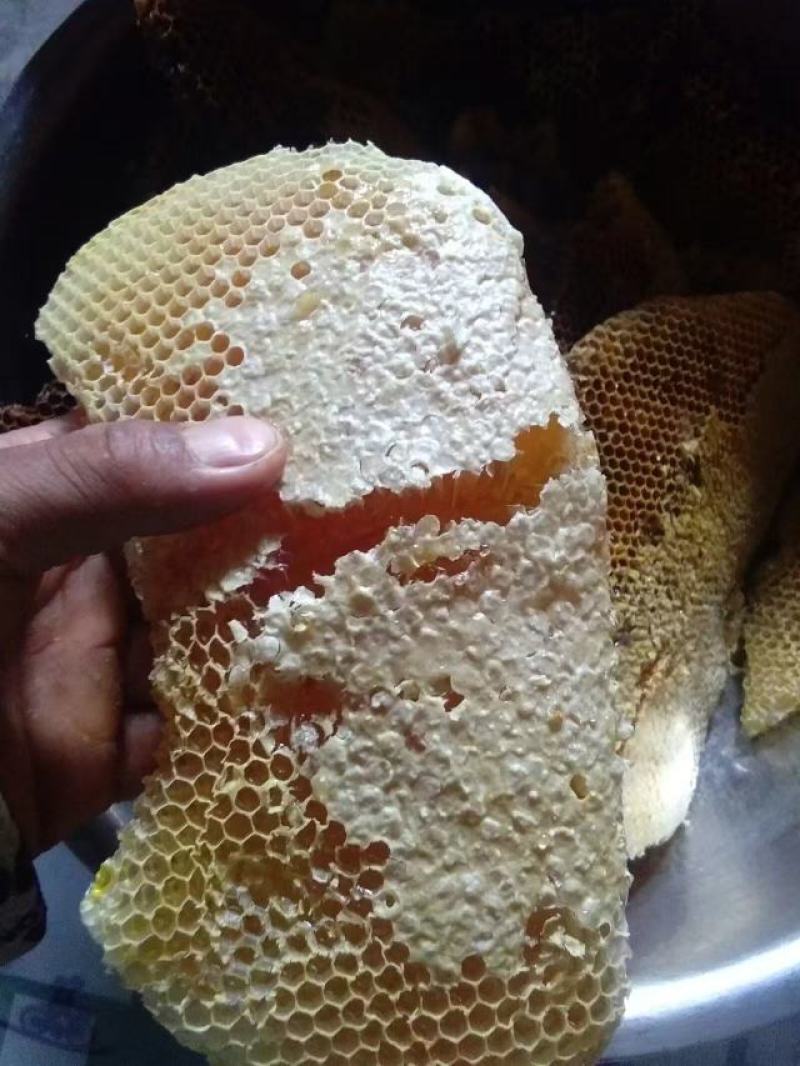 云南深山老林野生土蜂蜜中华野生土蜂蜜