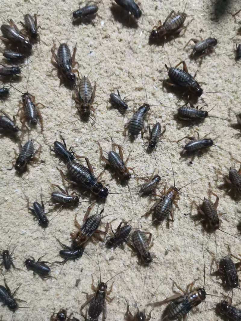 蟋蟀