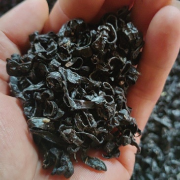 东北水蛭（小黑条）