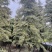 锦叶榄仁(花叶榄仁)10-20分，大量低价出售