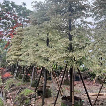 锦叶榄仁(花叶榄仁)10-20分，大量低价出售