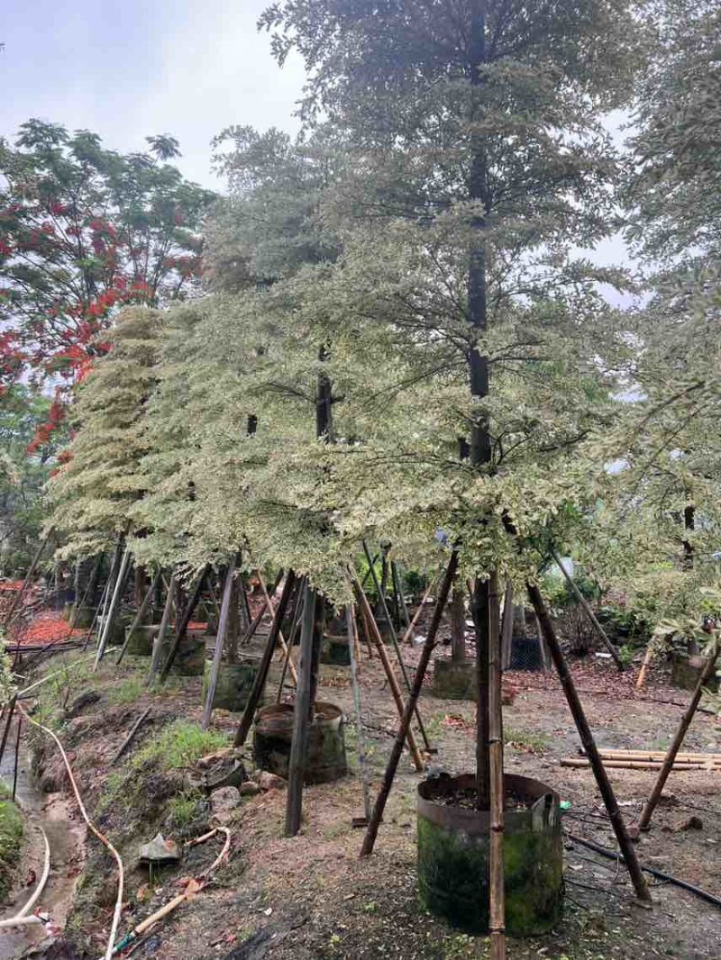 锦叶榄仁(花叶榄仁)10-20分，大量低价出售