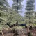 锦叶榄仁(花叶榄仁)10-20分，大量低价出售