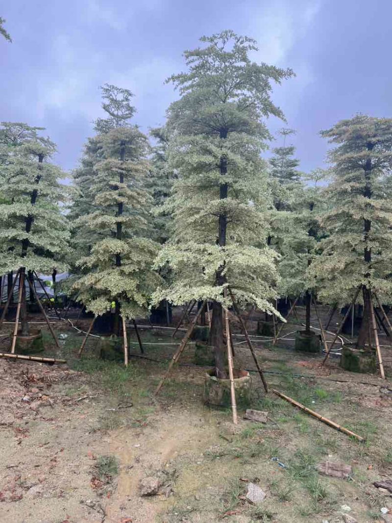锦叶榄仁(花叶榄仁)10-20分，大量低价出售