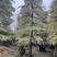锦叶榄仁(花叶榄仁)10-20分，大量低价出售