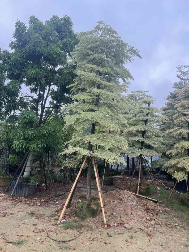 锦叶榄仁(花叶榄仁)10-20分，大量低价出售