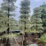锦叶榄仁(花叶榄仁)10-20分，大量低价出售