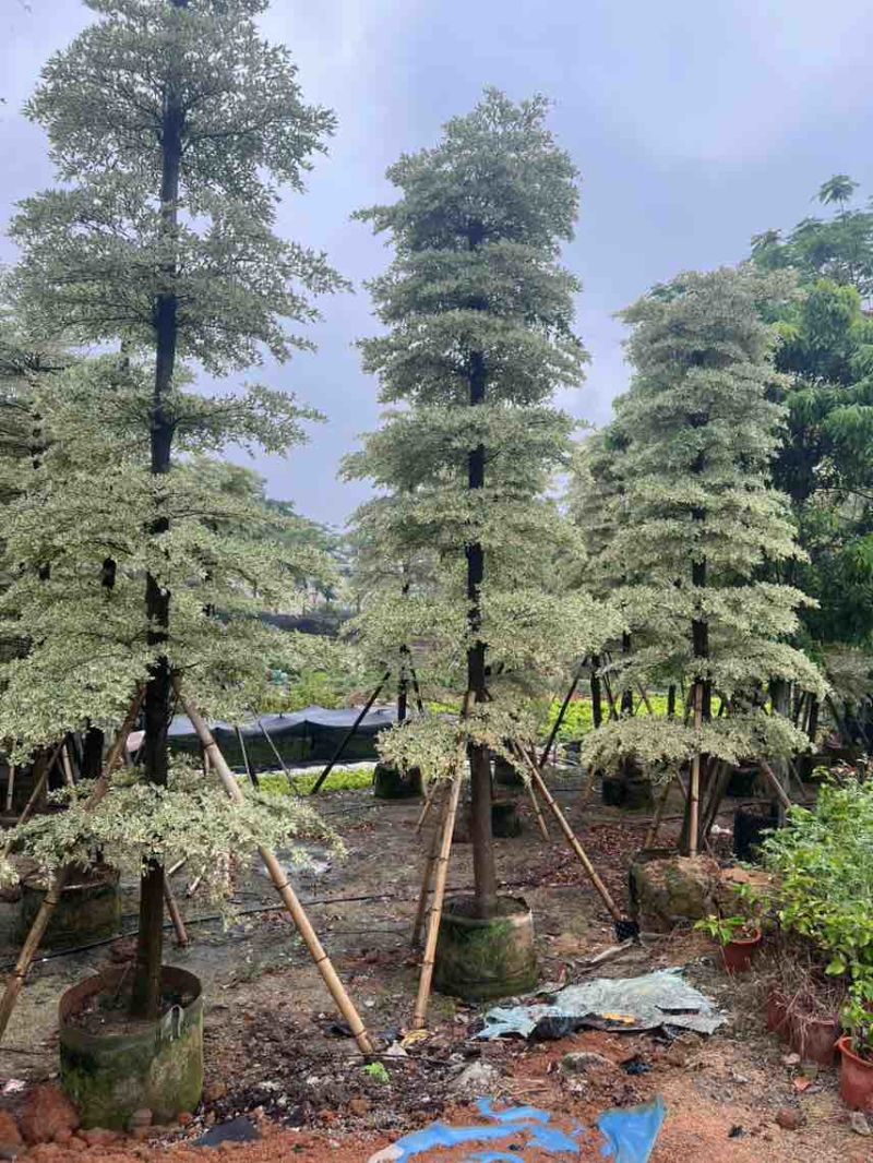 锦叶榄仁(花叶榄仁)10-20分，大量低价出售