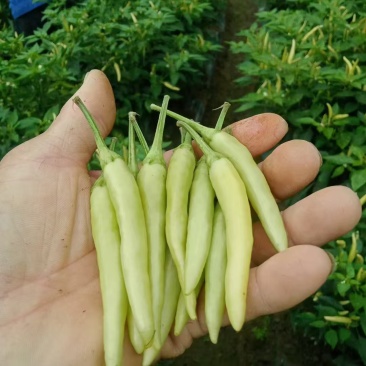 白小米