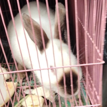 种兔