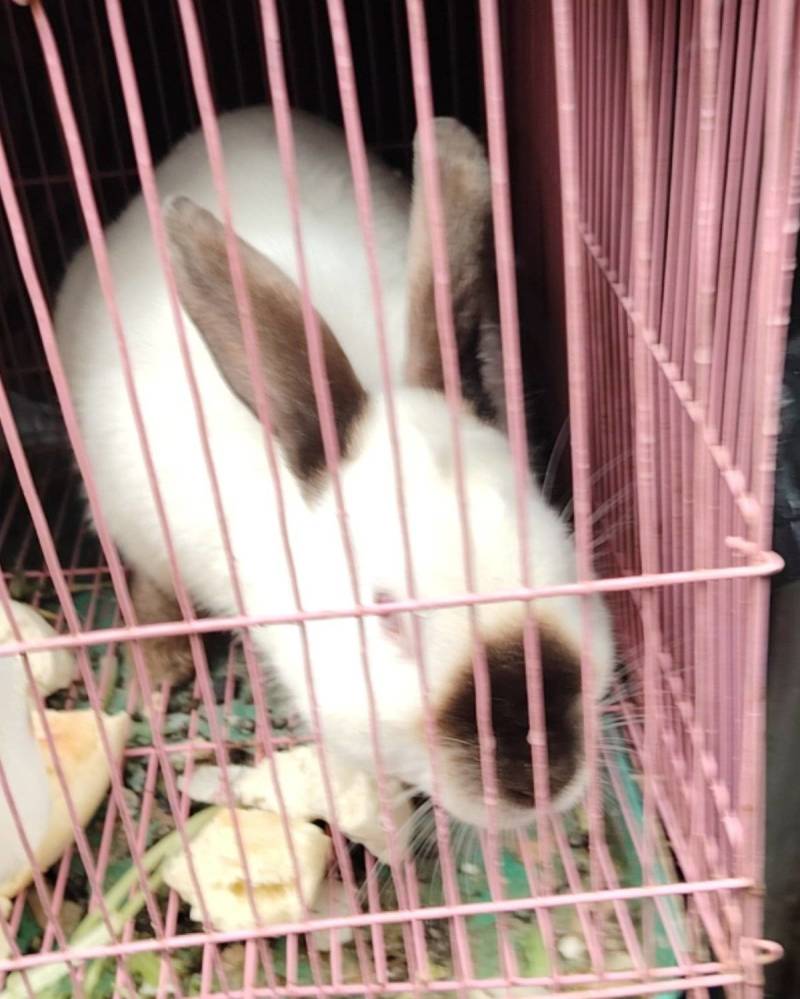 种兔