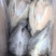 品名：鲈鱼（纯干）规格：一箱18-20斤左右。9.10.