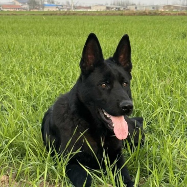 东德牧羊犬