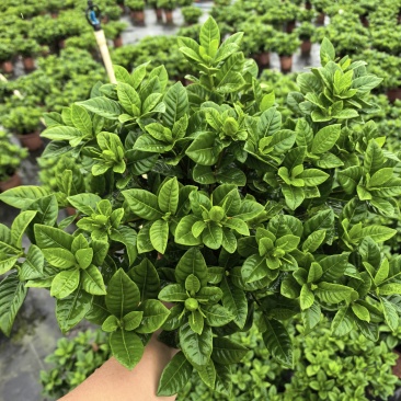 230小叶丛生栀子花带花苞，靓货不多，先到先得！