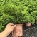 230小叶丛生栀子花带花苞，靓货不多，先到先得！