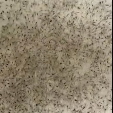 虾苗