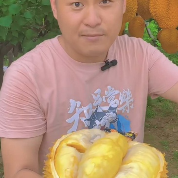 金枕榴莲基地直发大量现货保质保量坏果包赔包售后