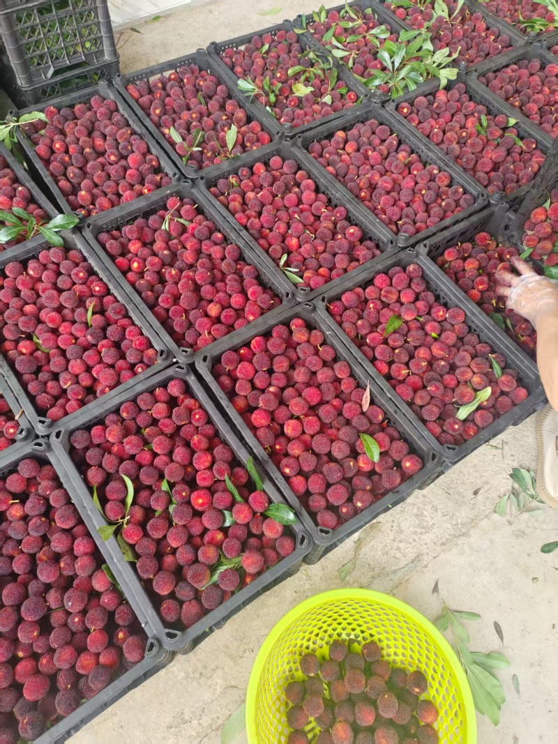 东魁杨梅