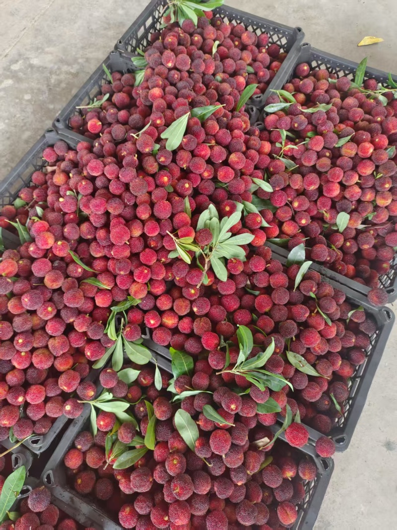 东魁杨梅