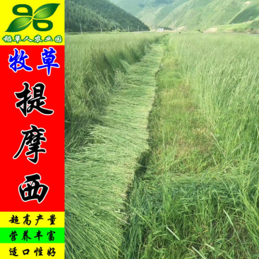 猫尾草